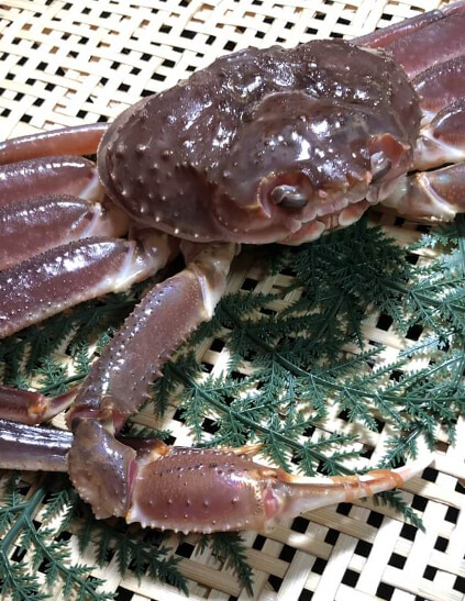 Live/boiled Matsuba crab